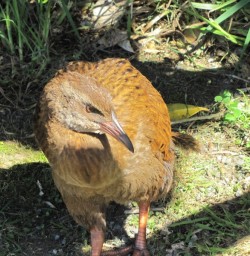 Native Weka