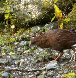 Weka Stewart Island GW09NOV25