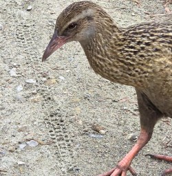 Weka in Stewart Island GW27JAN26