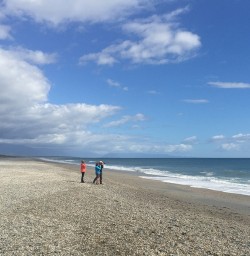 Dolphin Spotting on the West Coast