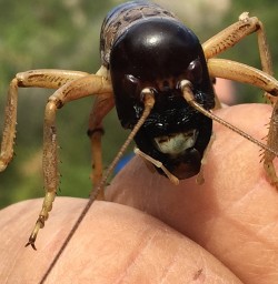 Weta-Mou-Waho-Island