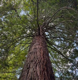 Whakarewarewa Forest 11FEB25