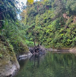 Whanganui Great Walks 17FEB25