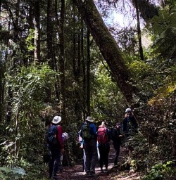 Whanganui forest 03MAR25