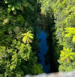Whanganui forest 17FEB25