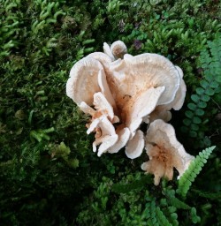 Wild Mushrooms