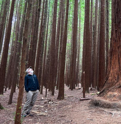 Maori Culture and Redwoods Hike