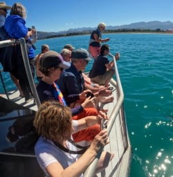4 Kaikoura Swim With Dolphins Feb25