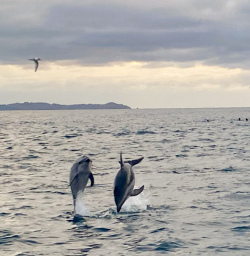 Two dolphins jumping out of the water