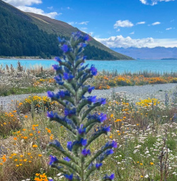 Mackenzie Country Lake Tekapo 27JAN25