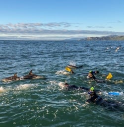 Swimming with dolphins at Kaikoura, Canterbury New Zealand