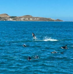 4 Dolphin Watch Kaikoura 17FEB25