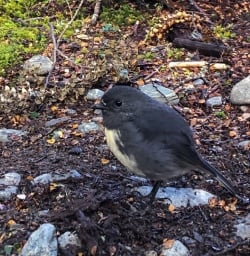 Robin bird at Routeburn track, Otago New Zealand