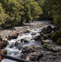 The Chasm Viewing bridge, Cleddau river, Fiordland New Zealand