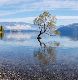 Wanaka tree at Otago, New Zealand