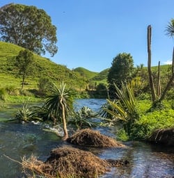 Walking the Te Waihou Walkway, Waikato New Zealand