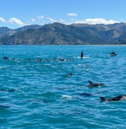 4 Kaikoura Dolphins Feb2025
