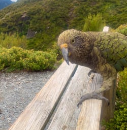 Kea Bird