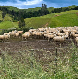 Matahuru Valley hike jpg