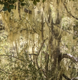 Spanish Moss at Otago, New Zealand