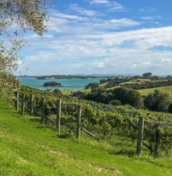 Waiheke Island Vineyards Auckland New Zealand
