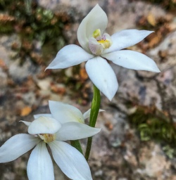 White flowers at Arthurs Pass National Park, Canterbury New Zealand