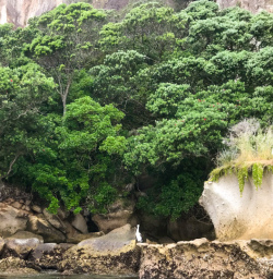1. Cathedral Cove plant life