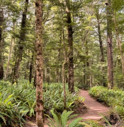 1. Kepler Track beech forest