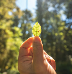 1.5 Beech leaf on Kepler Track