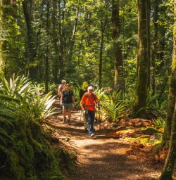 1.5 Guests walking Kepler Track forest