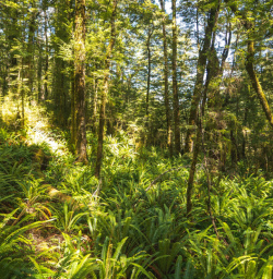 1.5 Kepler Track forest and ferns