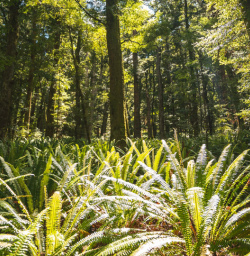 1.5 Kepler Track native beech forest