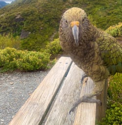Cheeky Kea bird