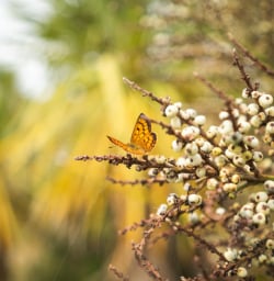 Close up butterfly