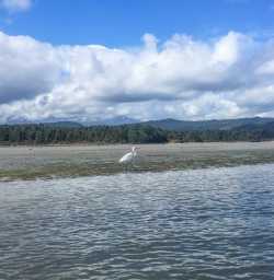 White Swan at Okarito Lagoon, West Coast New Zealand