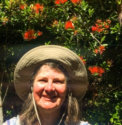 Puhutukawa flowers at West Coast, New Zealand