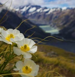 Mount Cook Lillies