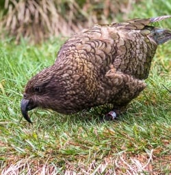 Kea at Milford Sound, Fiordland New Zealand