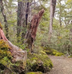 2. Kepler Track Beech Forest