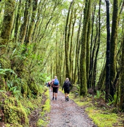 3 Hikers in the forest on Milford Track