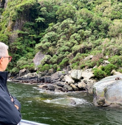 3 Seals on Milford Sound cruise2
