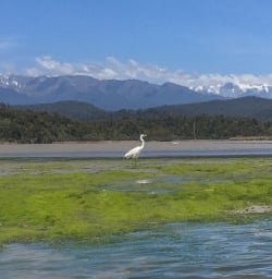 Heron at Okarito Lagoon, West Coast New Zealand
