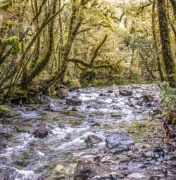 Milford Track Rainforest, Fiordland National Park Southland New Zealand