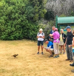 Weka on Mou Waho Island