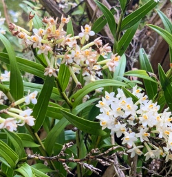 4 Orchids on the Kepler Track