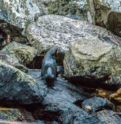 Seal at Milford Sound, Fiordland National Park Southland New Zealand