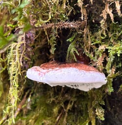 Mushrooms on the Milford Track 