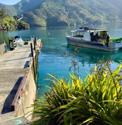 Queen Charlotte Sound Marlborough Vineyards 02 December 2024 13