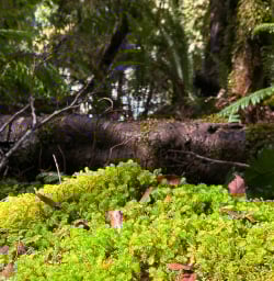 The world famous Milford Track 