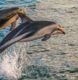 Dolphins at Kaikoura, Canterbury New Zealand